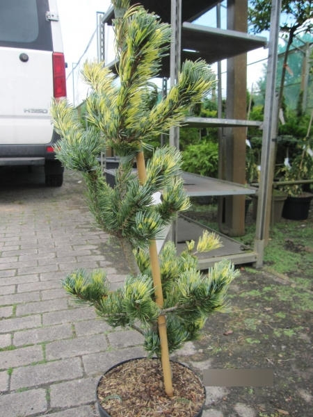 Pinus parviflora Fukai 2